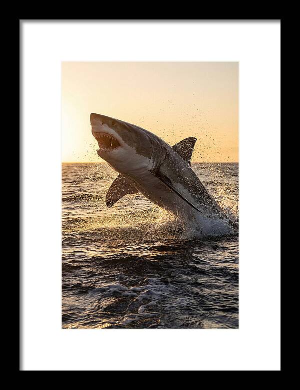 Great White Shark Breaching