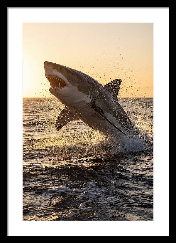 Great White Shark Breaching