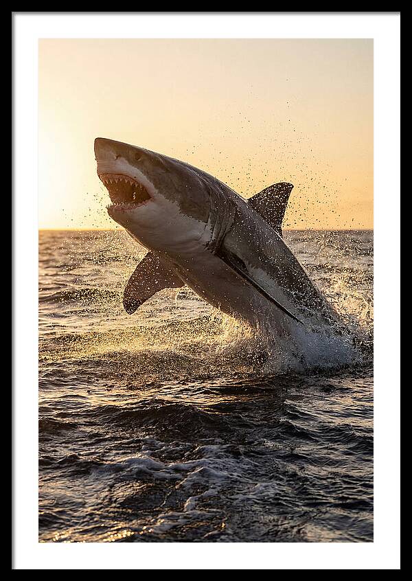 Great White Shark Breaching