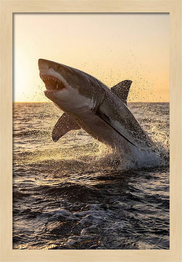 Great White Shark Breaching