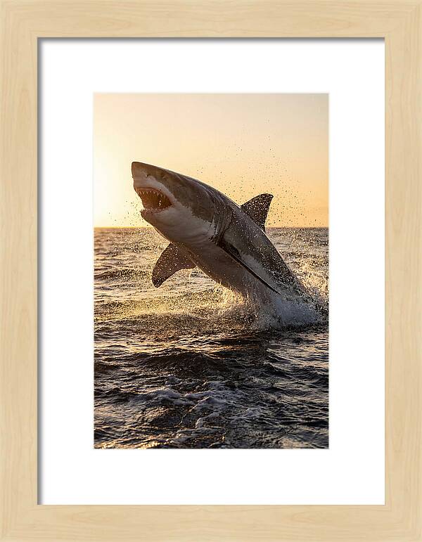 Great White Shark Breaching
