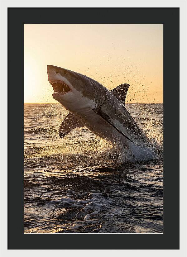 Great White Shark Breaching