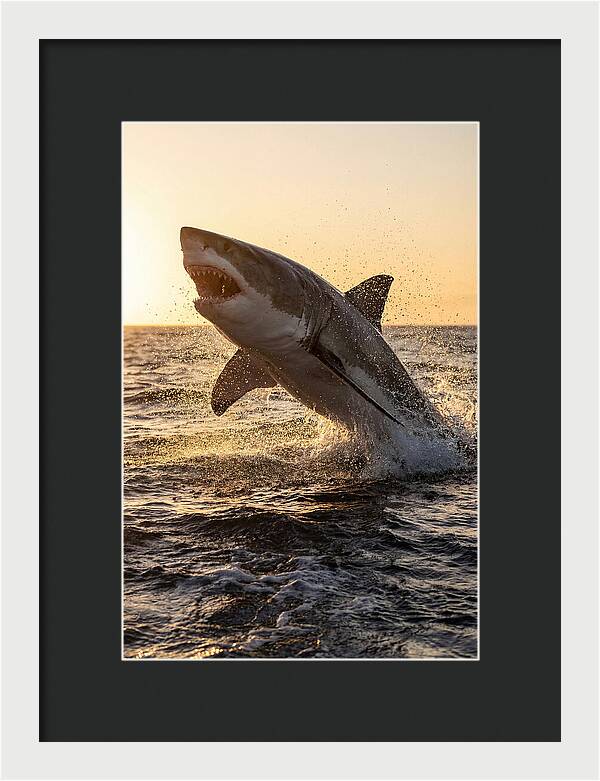 Great White Shark Breaching