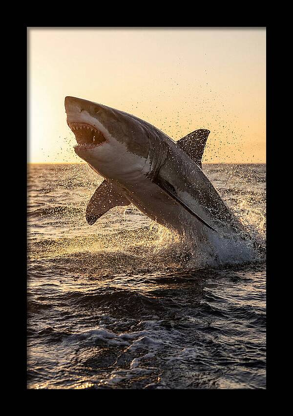 Great White Shark Breaching