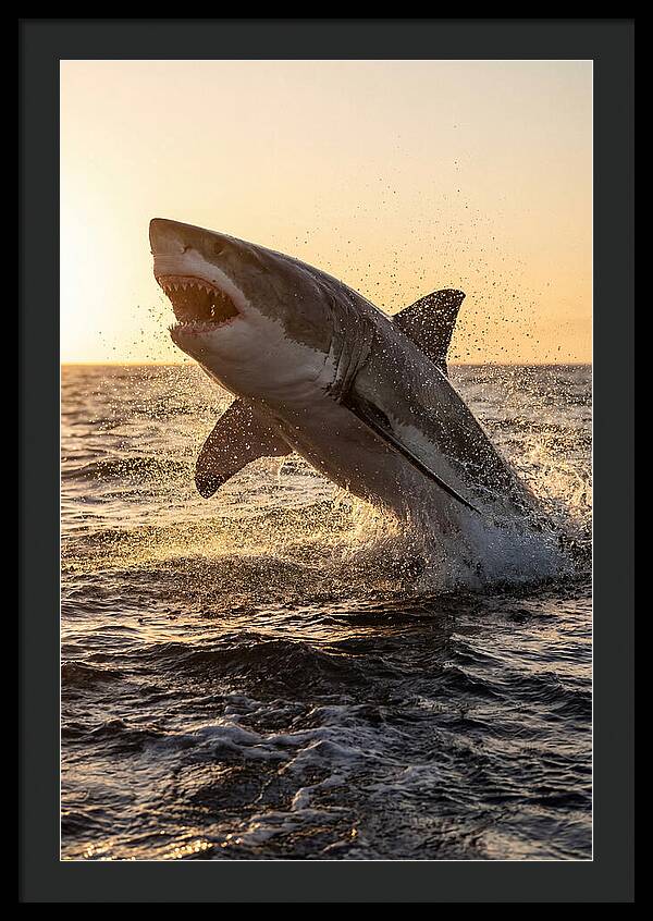 Great White Shark Breaching