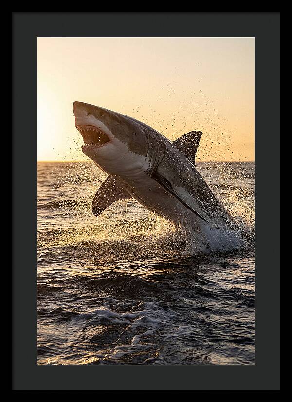 Great White Shark Breaching