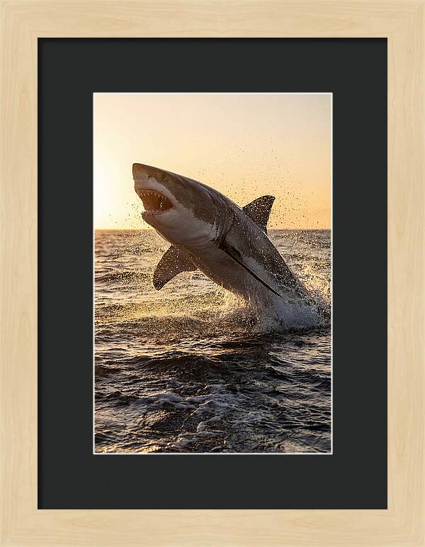 Great White Shark Breaching