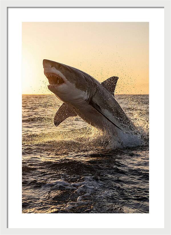 Great White Shark Breaching