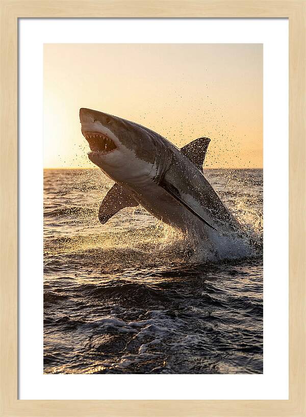 Great White Shark Breaching