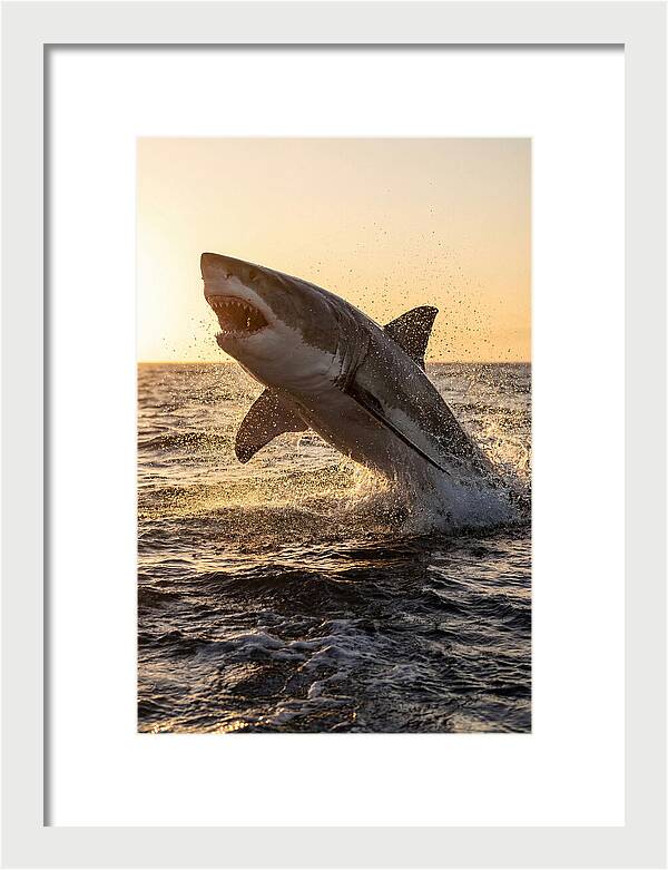 Great White Shark Breaching