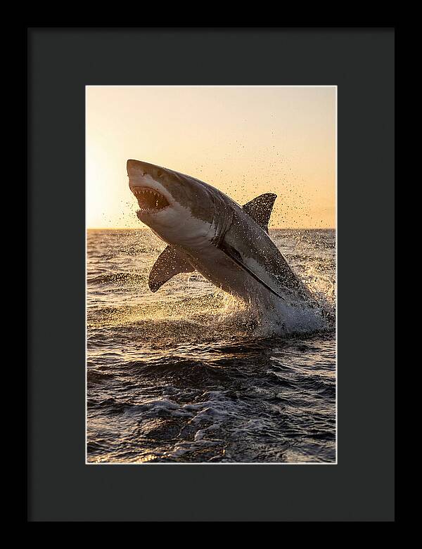 Great White Shark Breaching