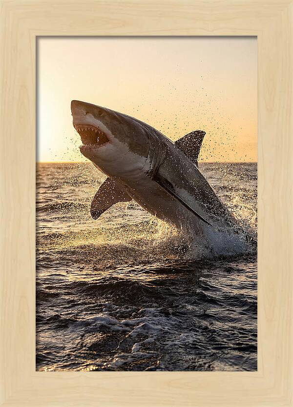 Great White Shark Breaching