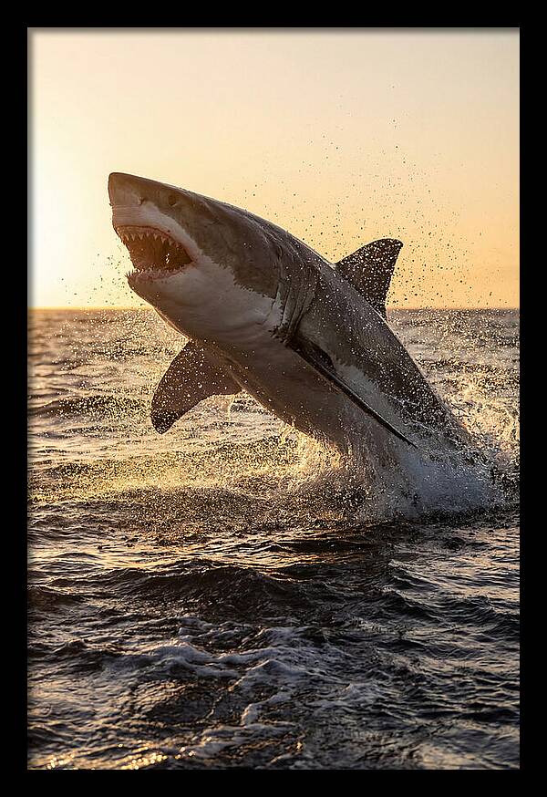 Great White Shark Breaching