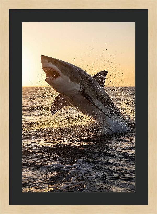 Great White Shark Breaching