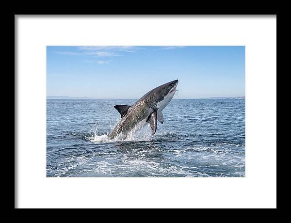 Great White Shark Breaching