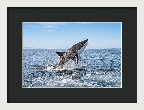 Great White Shark Breaching