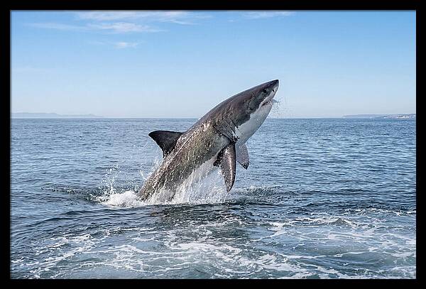 Great White Shark Breaching