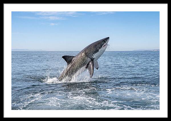 Great White Shark Breaching
