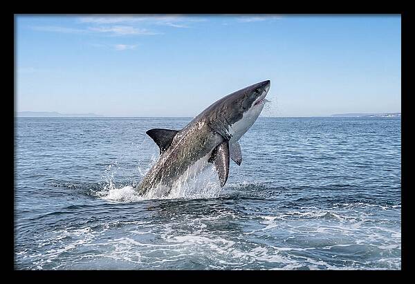 Great White Shark Breaching