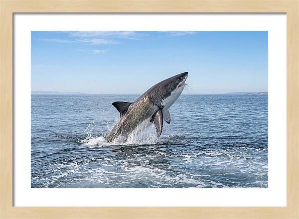 Great White Shark Breaching