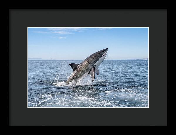 Great White Shark Breaching