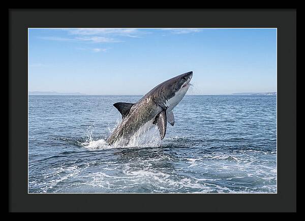 Great White Shark Breaching