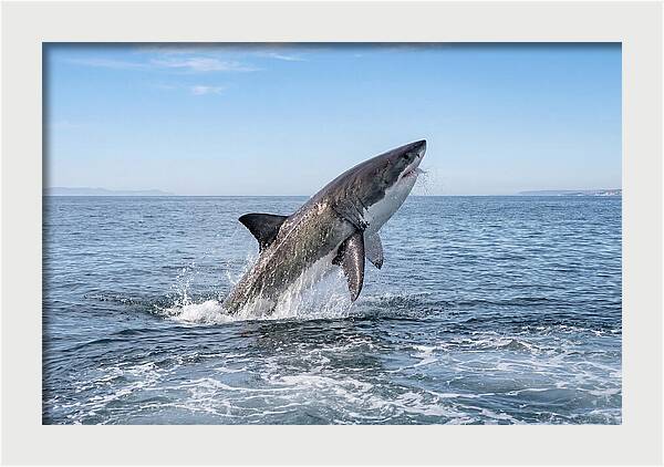 Great White Shark Breaching