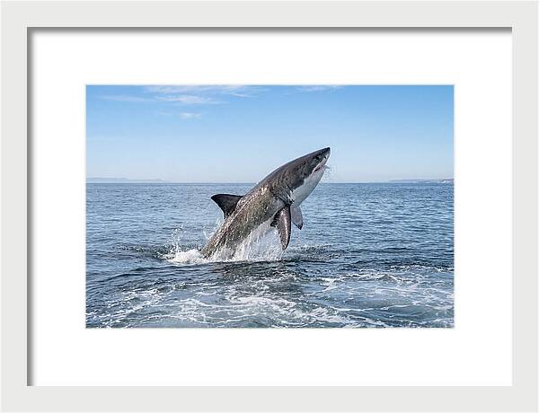 Great White Shark Breaching