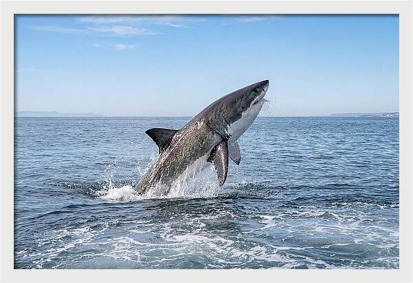 Great White Shark Breaching