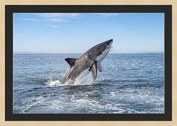 Great White Shark Breaching