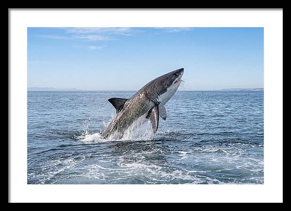 Great White Shark Breaching