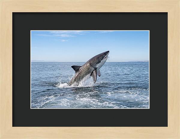 Great White Shark Breaching