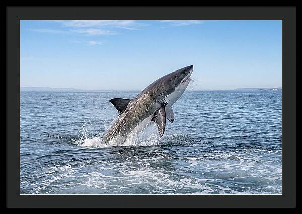 Great White Shark Breaching