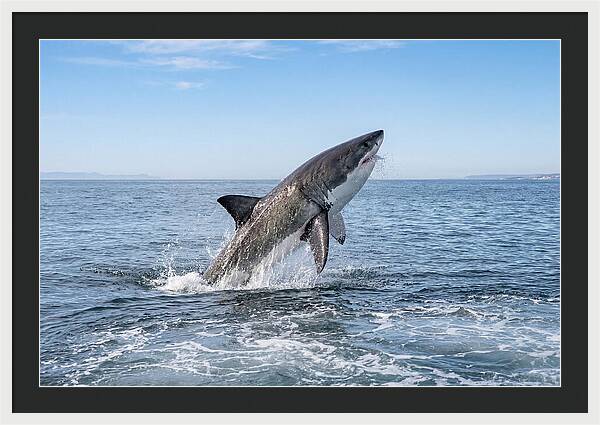 Great White Shark Breaching