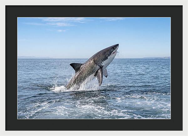 Great White Shark Breaching