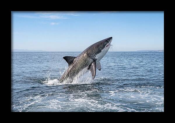 Great White Shark Breaching