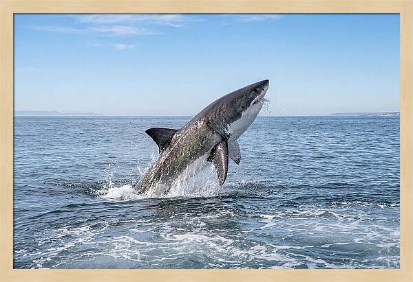 Great White Shark Breaching