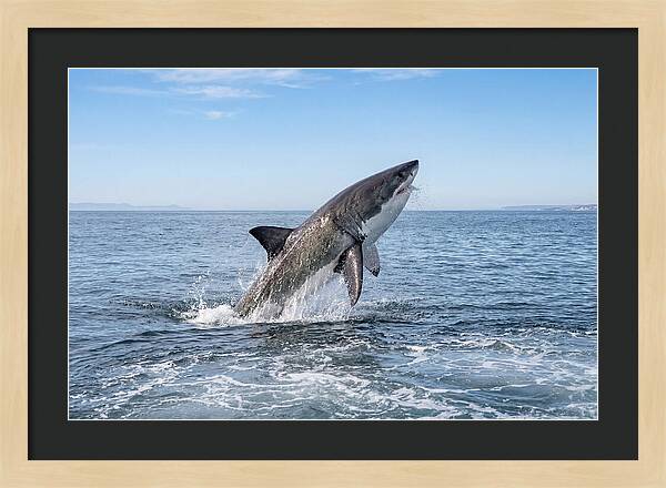 Great White Shark Breaching