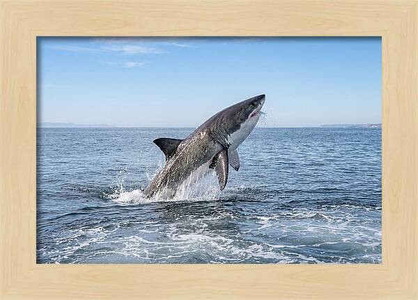 Great White Shark Breaching