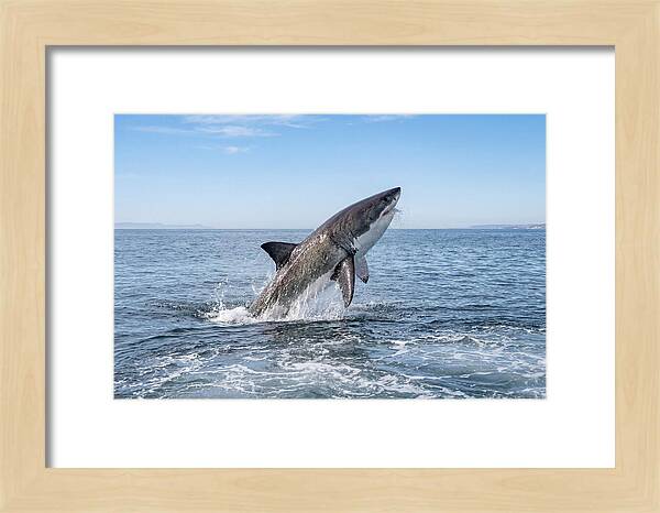 Great White Shark Breaching