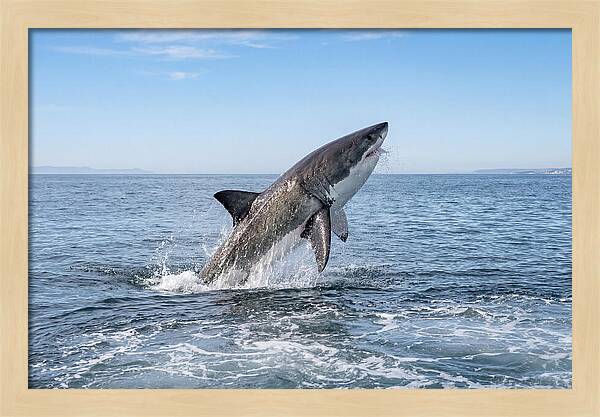 Great White Shark Breaching