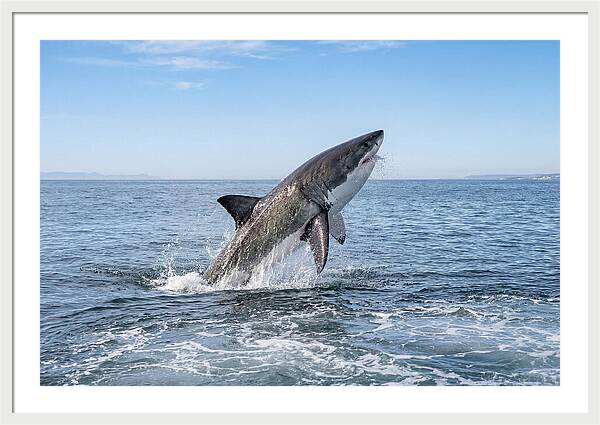 Great White Shark Breaching