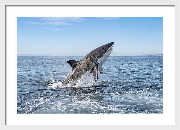 Great White Shark Breaching