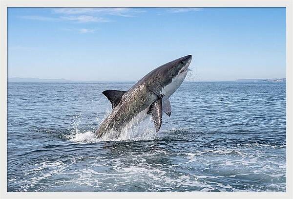 Great White Shark Breaching