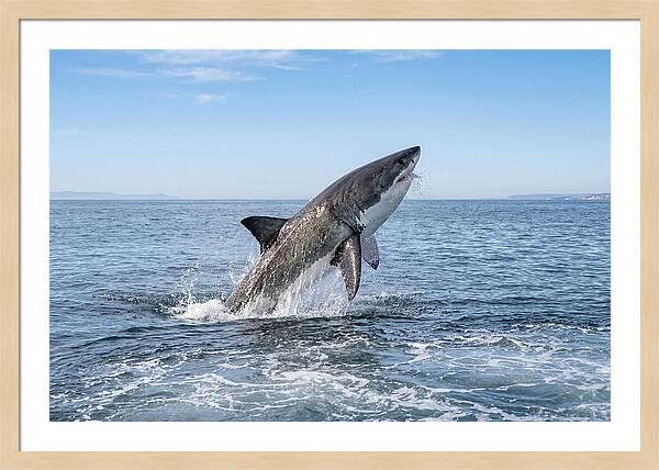 Great White Shark Breaching
