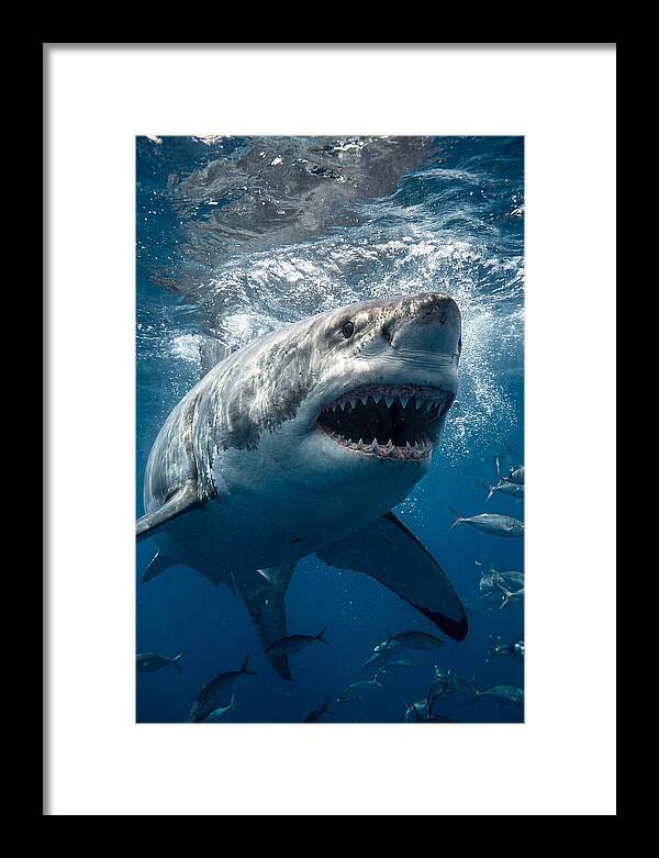 Great White Shark Hunting