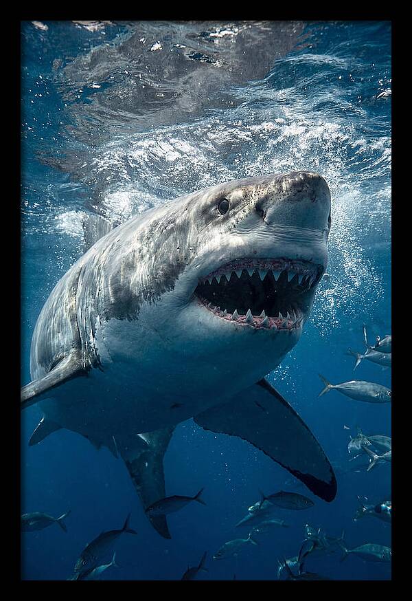 Great White Shark Hunting