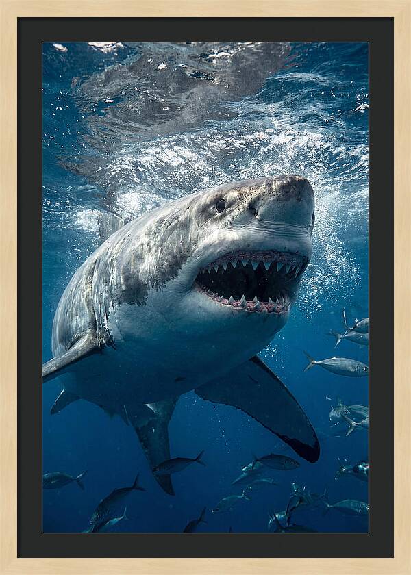 Great White Shark Hunting