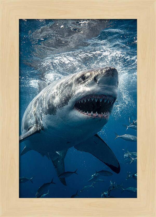 Great White Shark Hunting