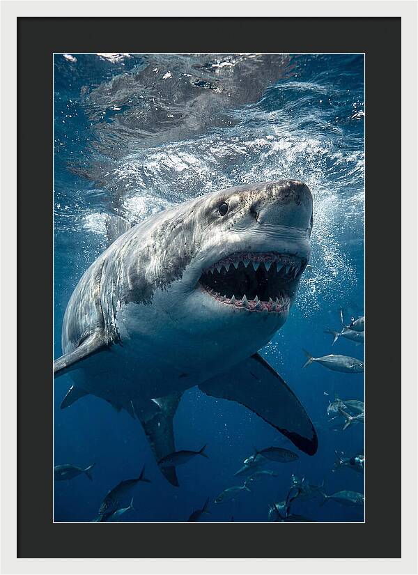 Great White Shark Hunting